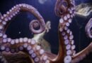 Octopuses Taking Over Britain’s Coast as Catches Surge Nearly 1,500%