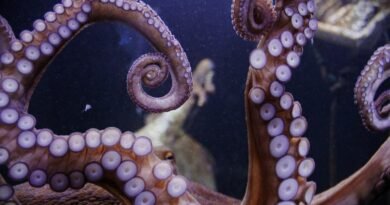 Octopuses Taking Over Britain’s Coast as Catches Surge Nearly 1,500%