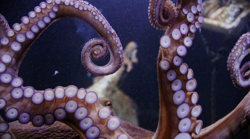 Octopuses Taking Over Britain’s Coast as Catches Surge Nearly 1,500%