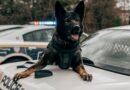 Silicon Valley Building Genetically Engineered War Dogs