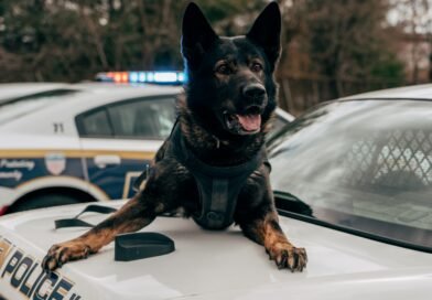 Silicon Valley Building Genetically Engineered War Dogs