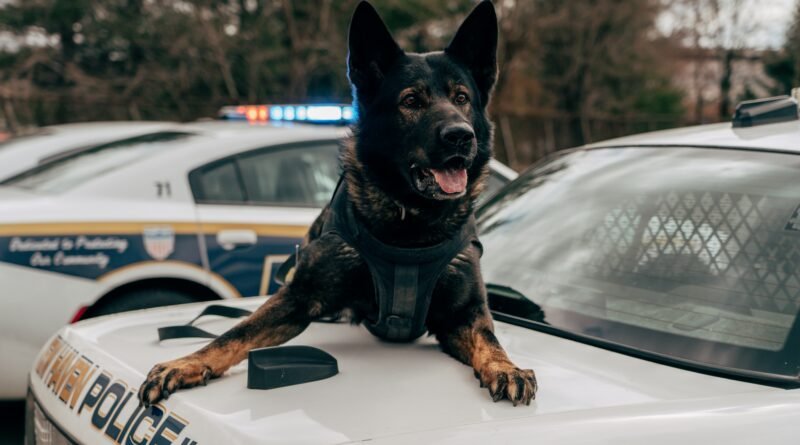 Silicon Valley Building Genetically Engineered War Dogs
